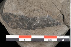 Foto (Detailansicht) von Voltzia heterophylla Brongniart (NHMW-GEO-2024-0188-10579)